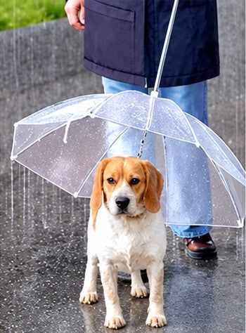 Beagle under a dog umbrella