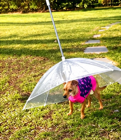 Small dog under a dog umbrella on grass