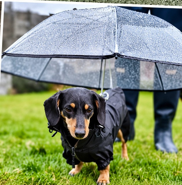 Dachshund under a dog umbrella