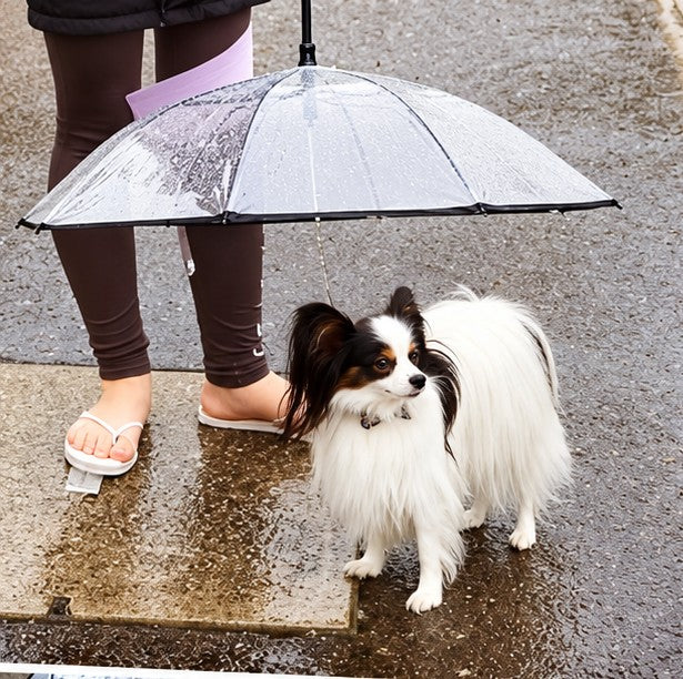 Papillon under a dog umbrella