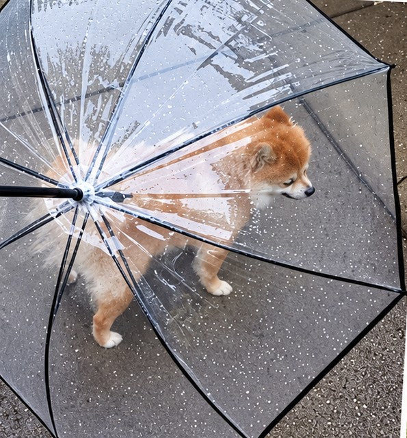 Pomeranian under a dog umbrella