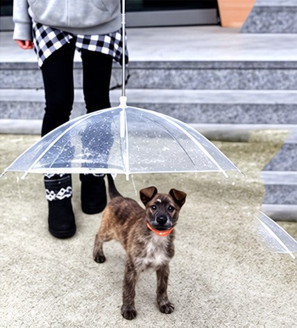 Puppy under a dog umbrella