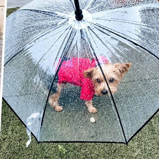 Yorkie under a dog umbrella